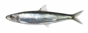Anšooviskilu