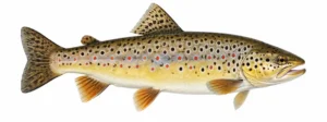 Jõeforell