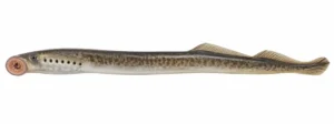 Jõesilm