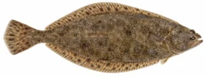 Kammeljas