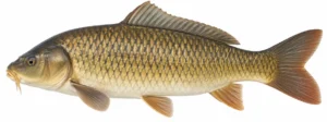 Karpkala