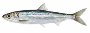 Kilu