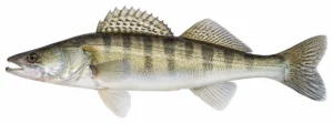 Koha