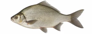 Latikas