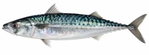 Makrell ehk skumbria