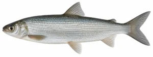 Merisiig