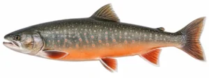 Paalia