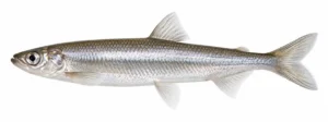 Peipsi tint