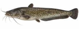 Säga