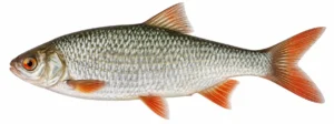Säinas