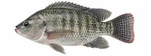 Tilaapia