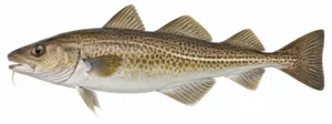 Tursk