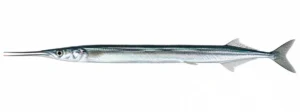 Tuulehaug