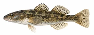 Ümarmudil